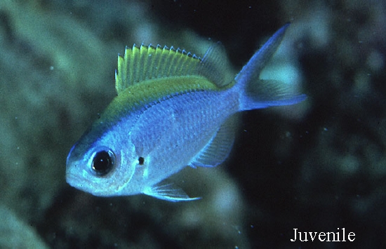  Chromis ovalis (Hawaiian Chromis)